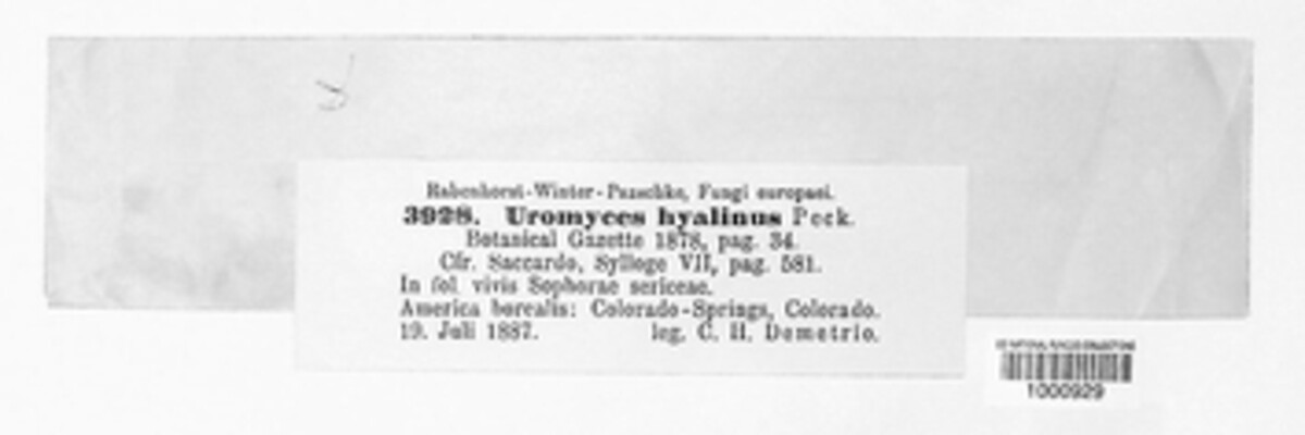 Uromyces hyalinus image